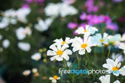 Close Up Natural Flowers Background.  Amazing View Of Colorful  Flowering In The Garden And Green Grass Landscape Overhead View With Copy Space And Template Floral Background Stock Photo