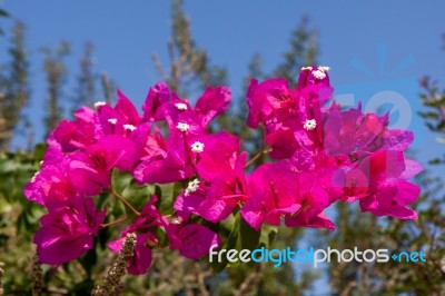 Close-up Of A Bougainvillea Stock Photo
