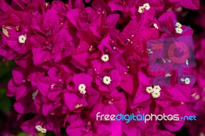 Close-up Of A Bougainvillea (bougainvillea Glabra) Plant In Gran… Stock Photo