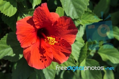 Close-up Of A Bright Red Hibiscus Stock Photo