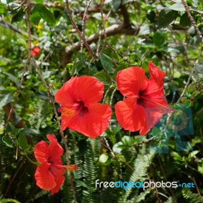 Close-up Of A Bright Red Hibiscus Flower In Spain Stock Photo