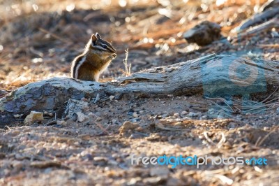 Close-up Of A Chipmunk At Bryce Canyon Stock Photo
