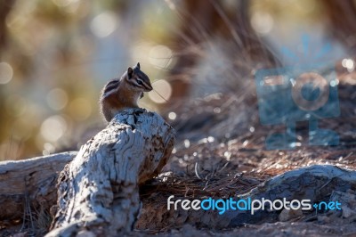 Close-up Of A Chipmunk At Bryce Canyon Stock Photo