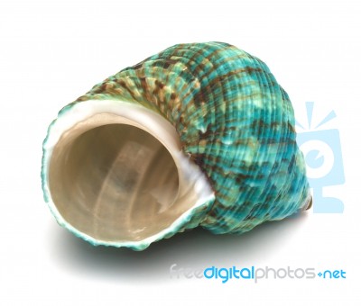 Close Up Of A Seashell On White Background Stock Photo