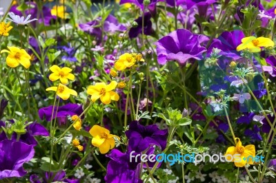 Close-up Of A Window Box Outside A Property In Rusper Stock Photo