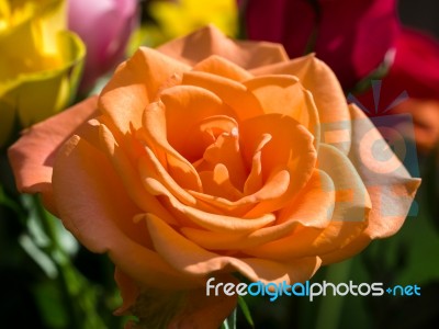Close-up Of An Orangae Hybrid T Rose Stock Photo