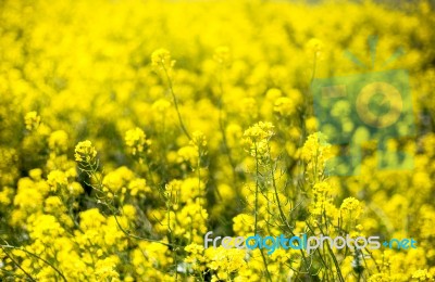 Close-up Of Beautiful Garden Flowers Field A Little Flowers Background Stock Photo