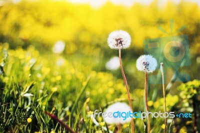 Close-up Of Beautiful Garden Flowers Field A Little Flowers Background Stock Photo