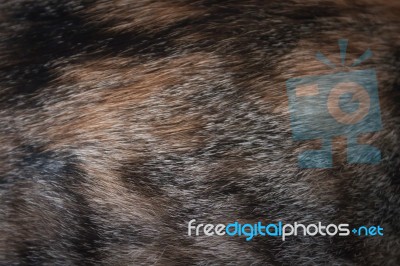 Close Up Of Cat Fur Stock Photo