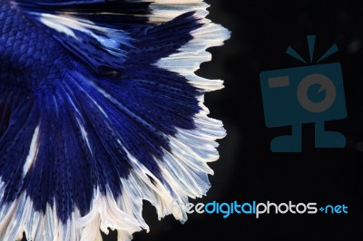 Close Up Of Colorful Betta Tail Isolated On Black Background Stock Photo