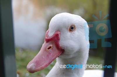 Close Up Of Duck Face Stock Photo