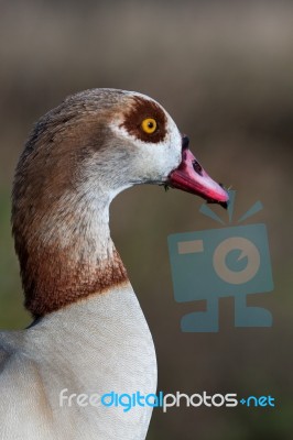 Close Up Of Egyptian Goose (alopochen Aegyptiacus) Stock Photo