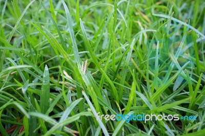 Close Up Of Fresh Grass Stock Photo
