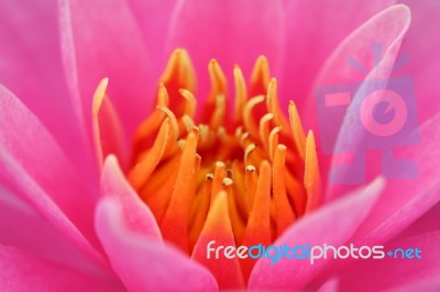 Close Up Of Lotus Flower Background Stock Photo