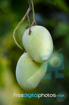 Close-up Of Mangoes Stock Photo