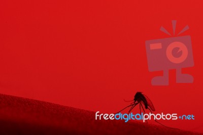 Close Up Of Mosquito Stock Photo