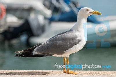 Close Up Of Seagull Stock Photo