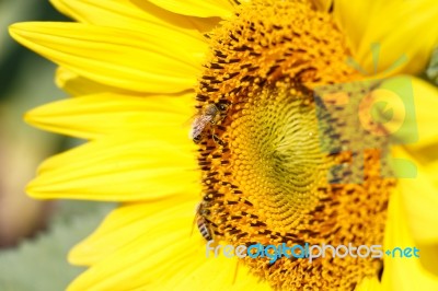 Close Up Of Sunflower And Bee At Chiangrai ,thailand Stock Photo