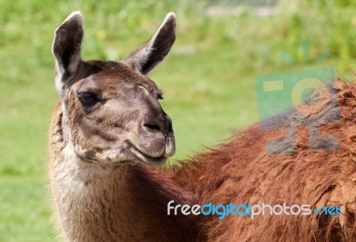 Close-up Of The Beautiful Lama Stock Photo