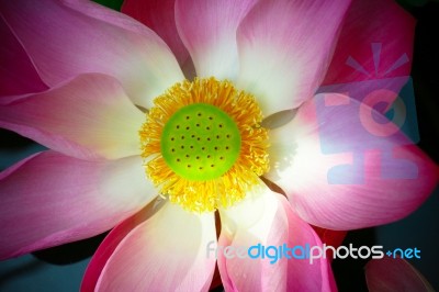 Close Up Of Water Lily Stock Photo