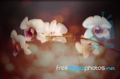 Close Up Of Yellow Orchids Flower Stock Photo