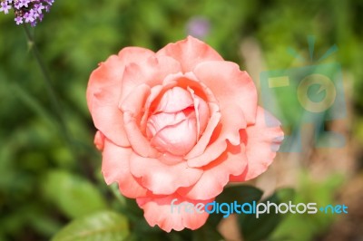 Close Up Orange Rose With Green Leaves Stock Photo