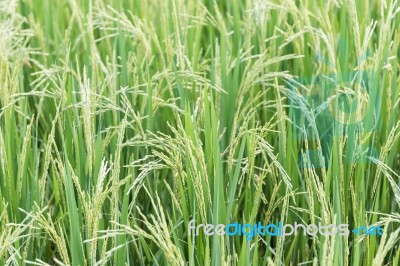 Close Up Paddy Field Stock Photo