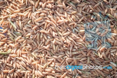Close Up Paddy Rice Background In Sunset Stock Photo