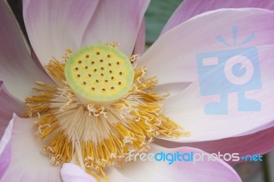 Close Up Pink Water Lily Flower Stock Photo