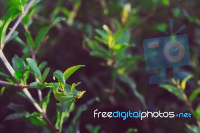 Close Up Pomegranate Leaves Stock Photo