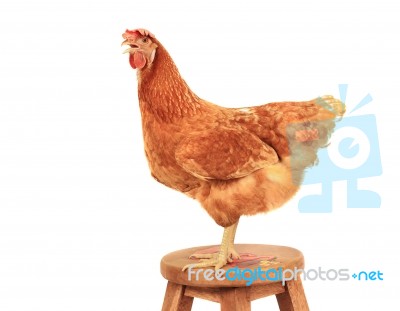 Close Up Portrait Full Body Of Brown Female Eggs Hen Standing Show Beautiful Plumage,feather Isolated White Background Use For Livestock And Farm Animals Theme Stock Photo