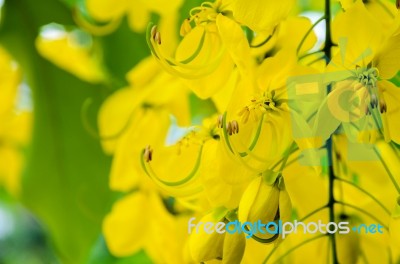 Close Up Purging Cassia Or Ratchaphruek Flowers ( Cassis Fistula… Stock Photo