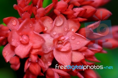 Close Up Red Flower Of West Indian Jasmine ( Ixora Chinensis Lam… Stock Photo