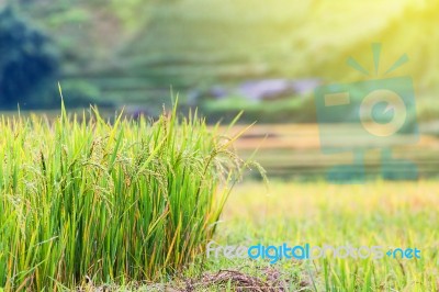 Close Up Rice Fields On Terraced Of Yellow Green Rice Field Landscape Stock Photo