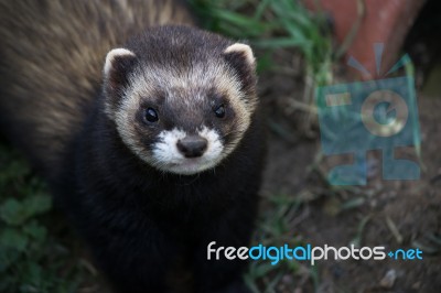 Close-up Shot Of An European Polecat (mustela Putorius) Stock Photo