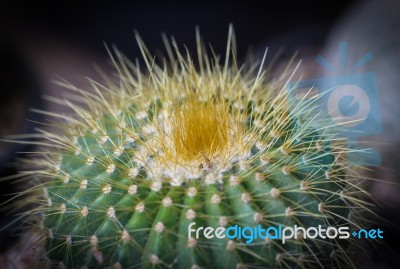 Close Up Small Cactus Stock Photo