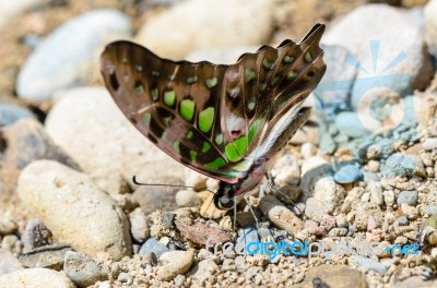 Close Up Tailed Jay Butterfly With Have Green Spots On Wings Stock Photo