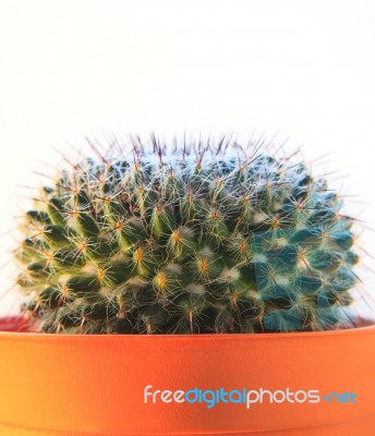 Close Up Texture Of Cactus,succulent,in Clay Pot On White Backgr… Stock Photo