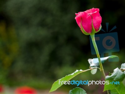 Close-up View Of A Pink Hybrid T Rose Stock Photo