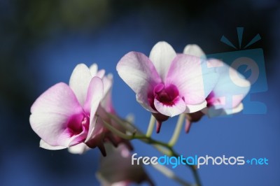 Close Up White And Soft Pink Orchid Flower Stock Photo