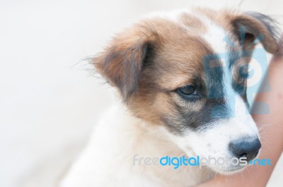 Close Up White Brown Dog Puppy On White Background With Copy Space Stock Photo