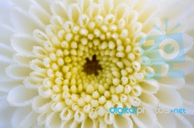Close Up White Chrysanthemum Morifolium Flower Stock Photo