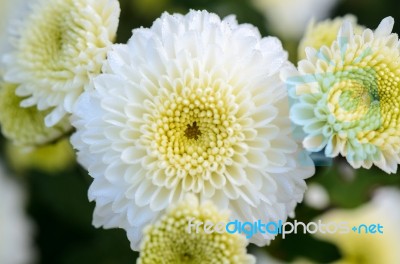 Close Up White Chrysanthemum Morifolium Flower Stock Photo