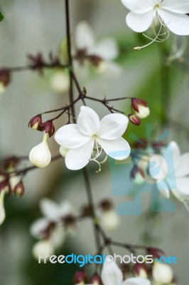 Close Up White Lovely Flower(clerodendrum Wallichii, Clerodendru… Stock Photo