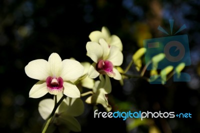 Close Up Yellow  And Soft Pink Orchid Flower Stock Photo