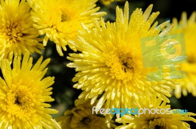 Close Up Yellow Chrysanthemum Morifolium Flowers Stock Photo