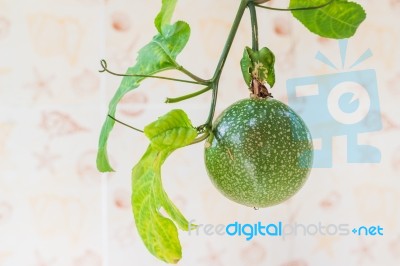 Closed Up View Of Fresh Passion Fruit. It Is Good Fruit For Diet… Stock Photo