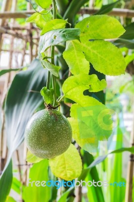 Closed-up View Of Fresh Passion Fruit. It Is Good Fruit For Diet… Stock Photo