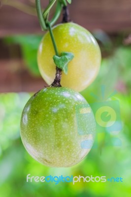 Closed-up View Of Ripe Passion Fruit. It Is Good Fruit For Dieti… Stock Photo