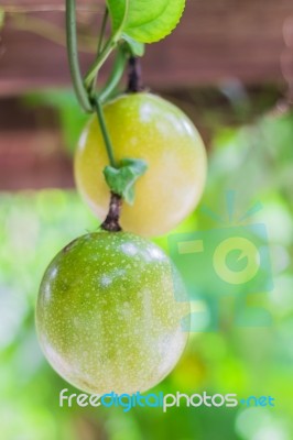 Closed-up View Of Ripe Passion Fruit. It Is Good Fruit For Dieti… Stock Photo